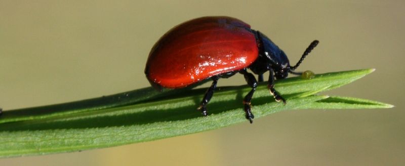 Chrysomela populi